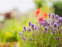 Purple lavender flowers in bloom at High Brake House care home garden, Clitheroe