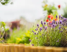 Close-up of lavender flowers in garden at High Brake House care home, Lancashire